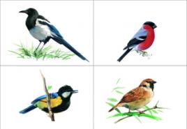 Узнаем больше о перелетных и зимующих птицах