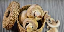 Выращивание грибов — шампиньонов в РК как бизнес идея, отзывы