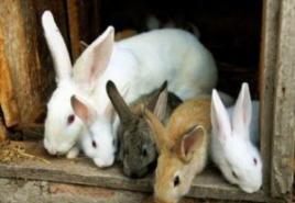 खरगोशों के प्रजनन के लिए व्यवसाय योजना तैयार करने के मुख्य बिंदु