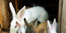 खरगोश प्रजनन के लिए व्यवसाय योजना तैयार करने के मुख्य बिंदु