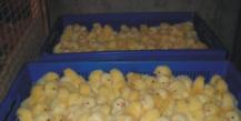 Growing broilers as a profitable business idea