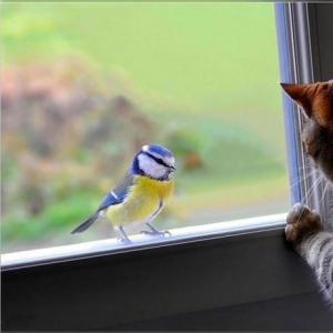 К чему нужно готовиться согласно старинным суевериям если в окно стучит птица?